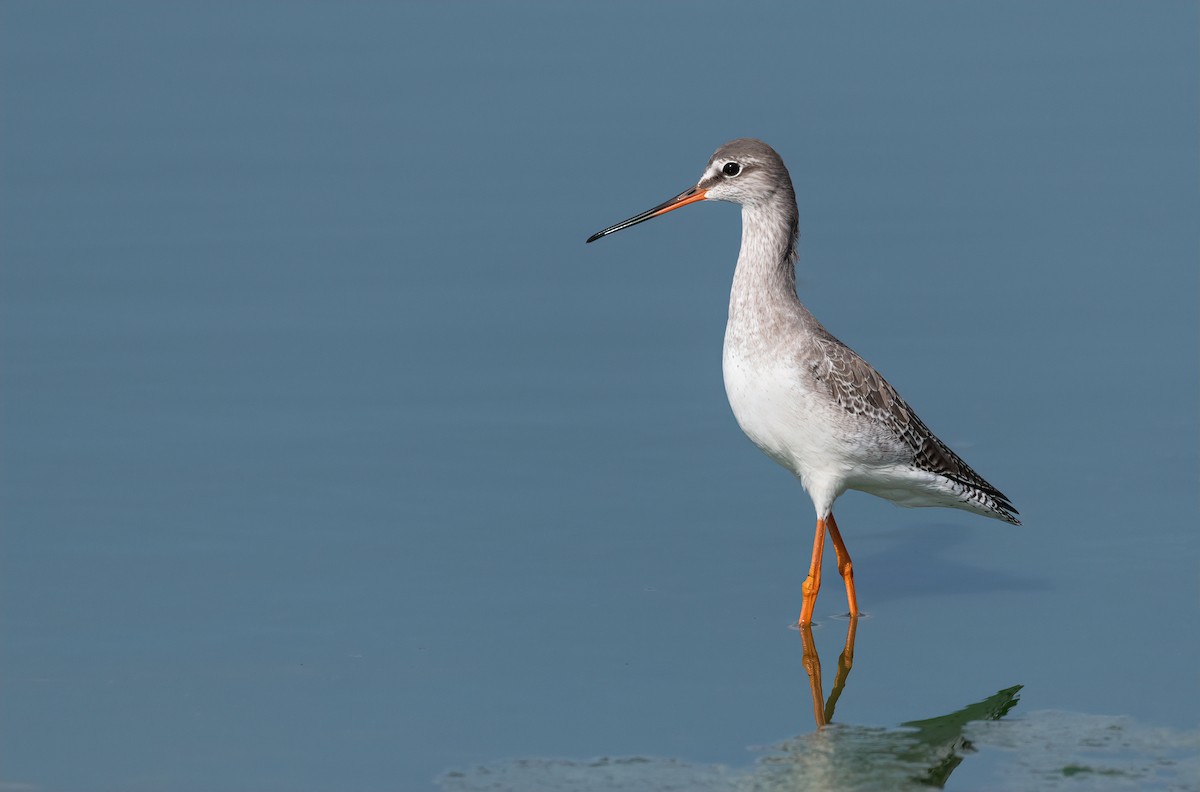 Spotted Redshank - ML504913101
