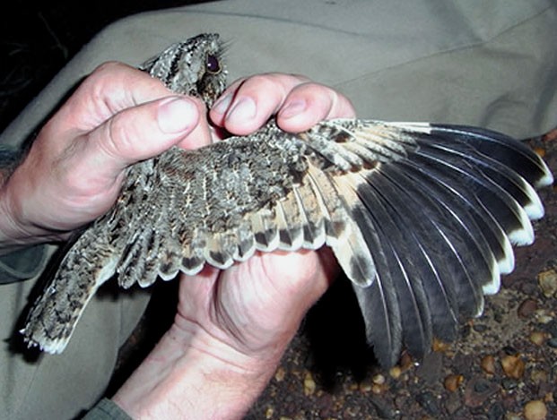 Sickle-winged Nightjar male - Sickle-winged Nightjar - 
