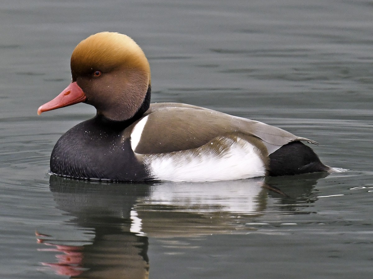 Red-crested Pochard - Netta rufina - Birds of the World