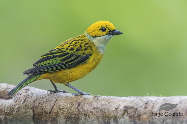  - Silver-throated Tanager - 