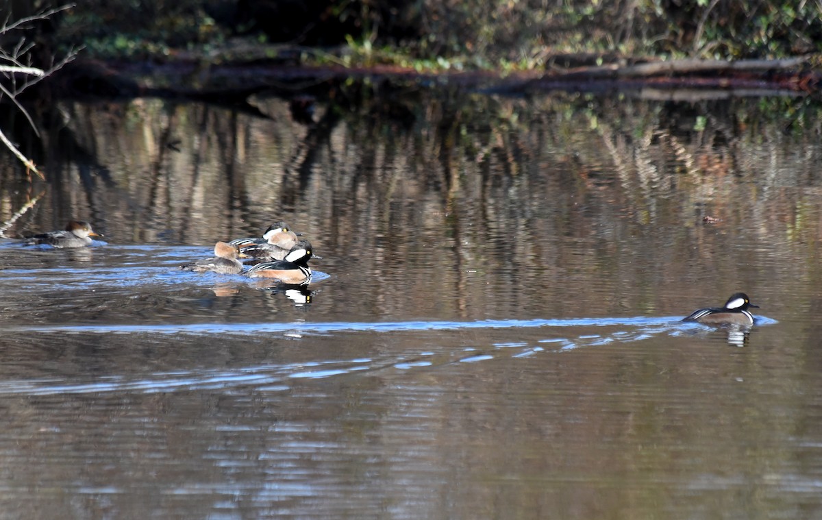 eBird Checklist 17 Nov 2022 Stumpy Lake Natural Area 22 species