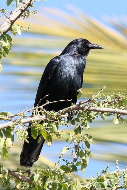  - Sinaloa Crow - 