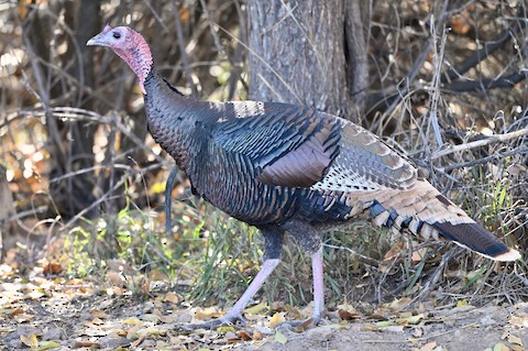 Wild Turkey - eBird