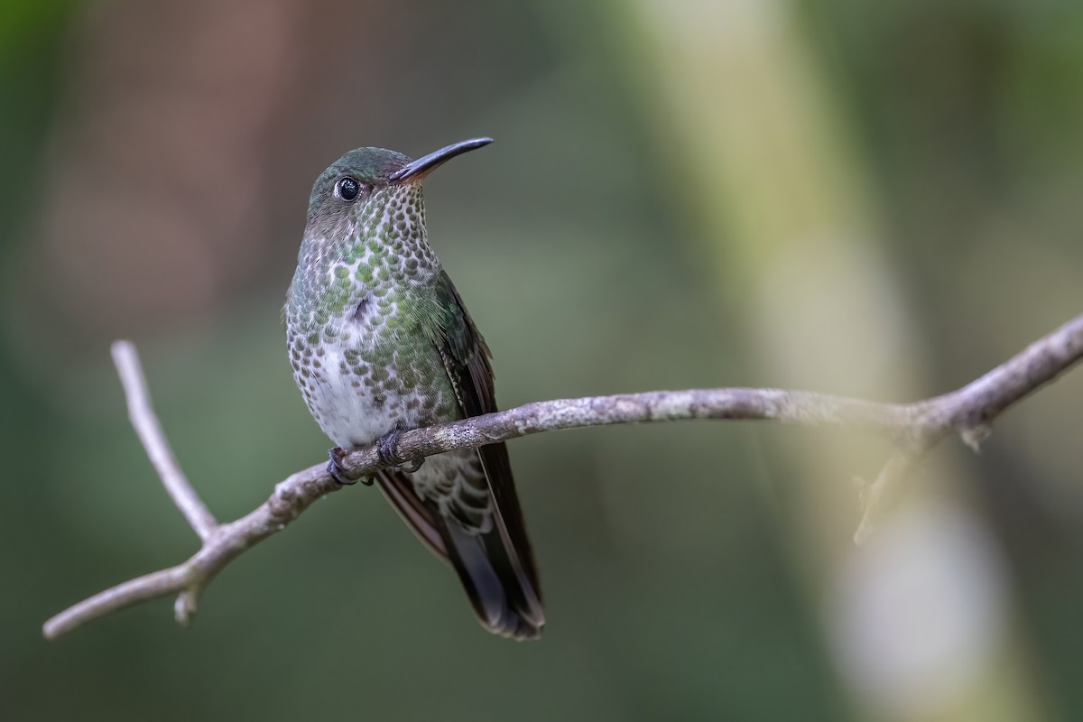 Many-spotted Hummingbird - Jian Mei