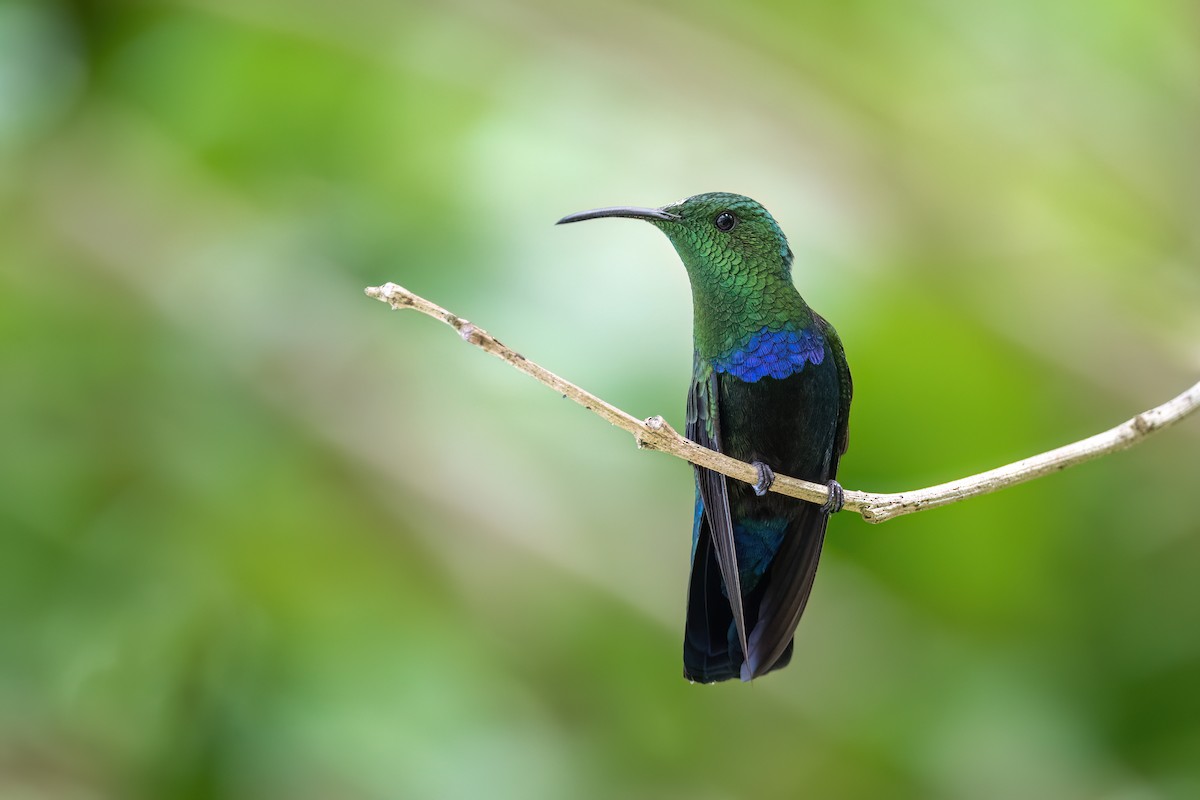 Green-throated Carib - Adam Jackson