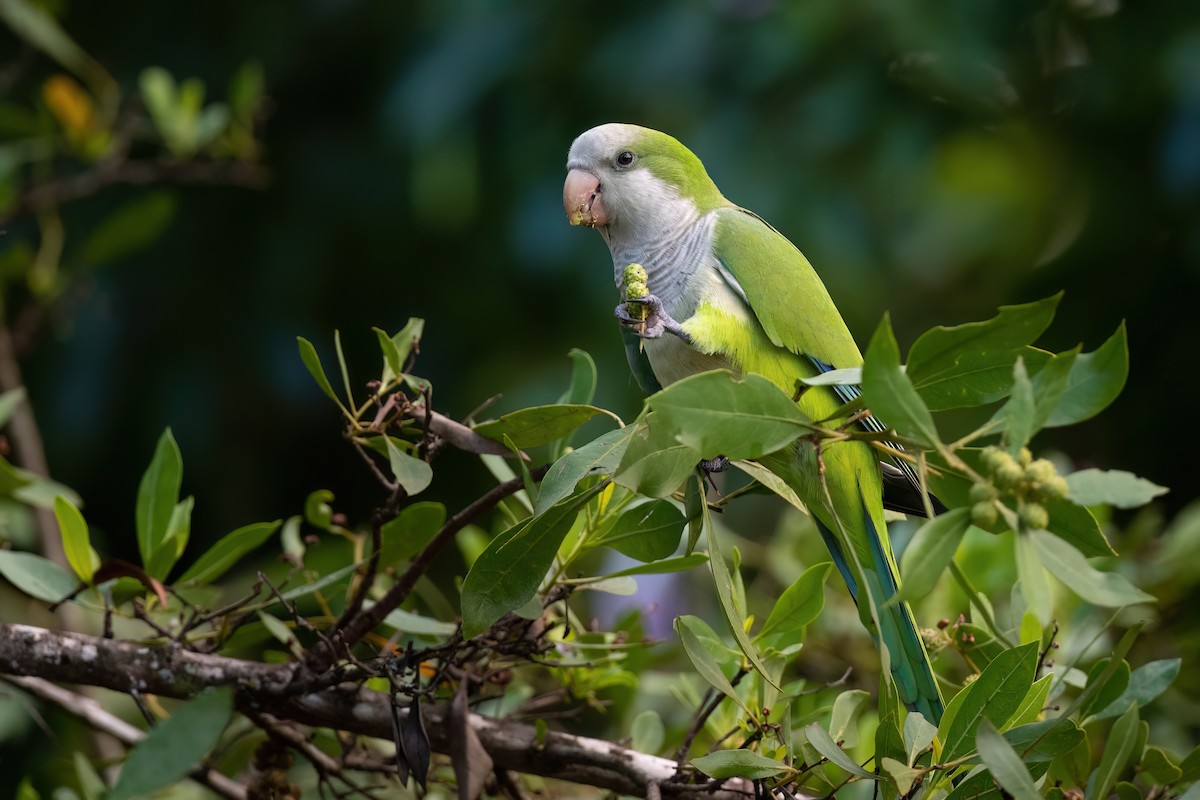 Monk Parakeet - Adam Jackson