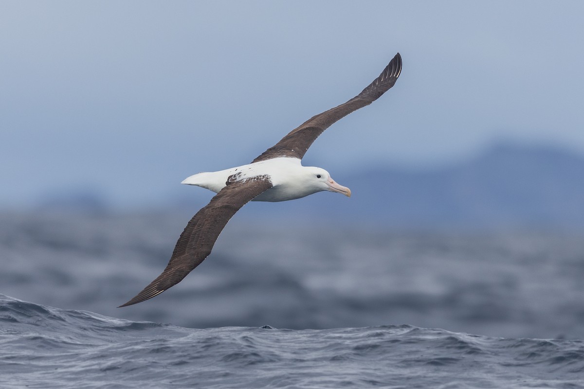 Royal Albatross (Northern) - ML504934371
