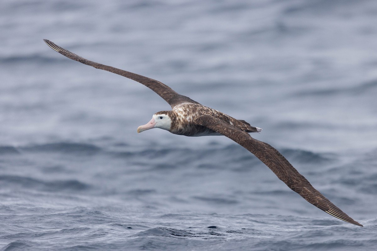 Albatros Viajero (antipodensis) - ML504939481