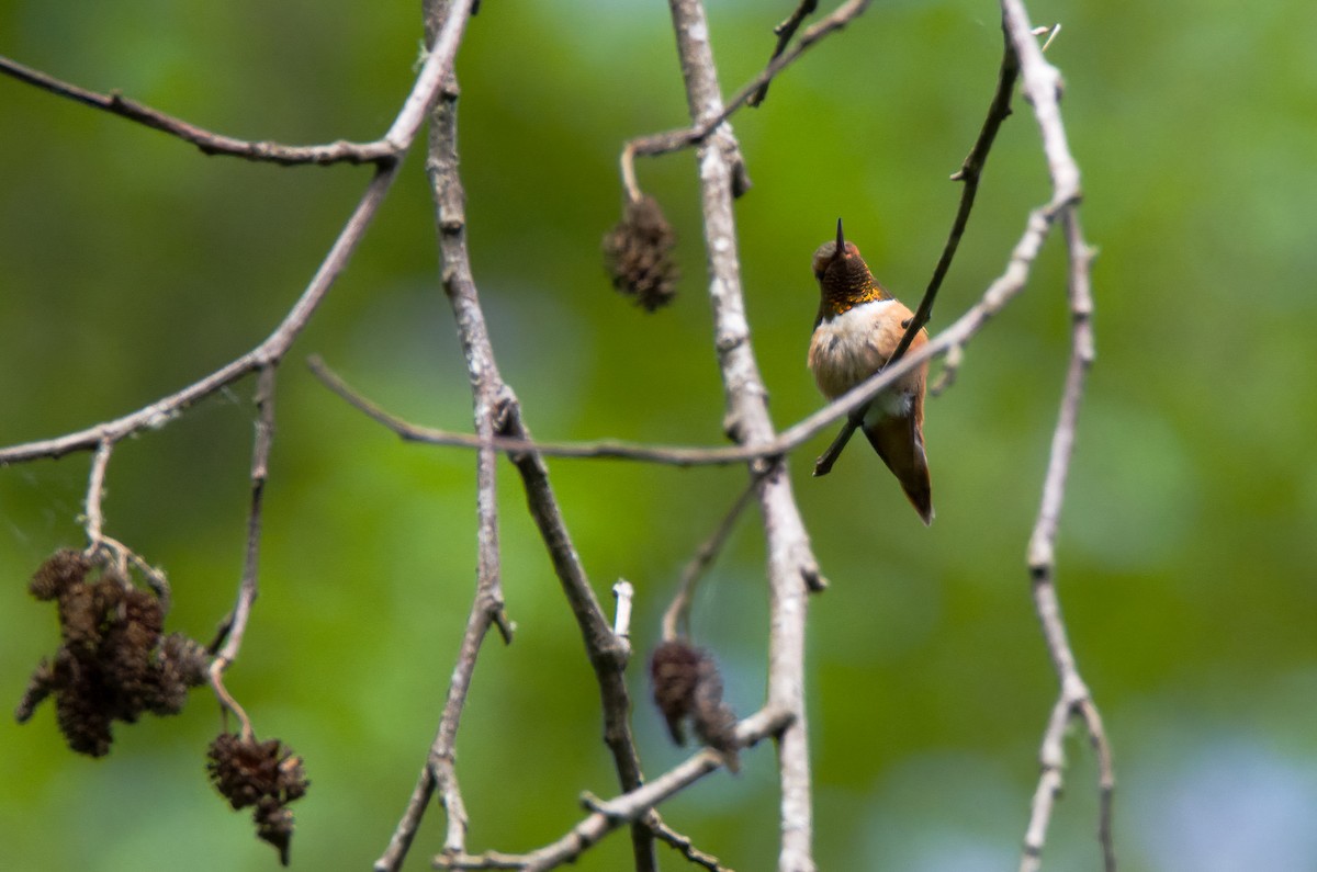 Rufous Hummingbird - ML504939821