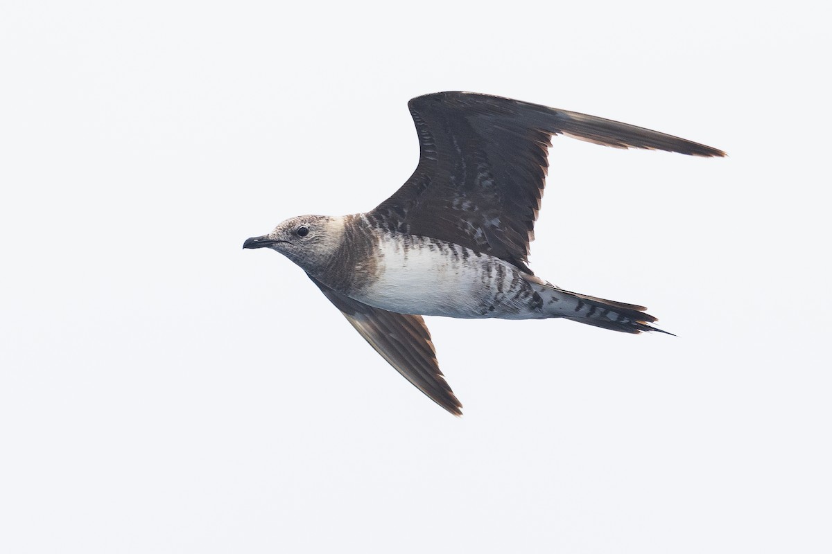 Long-tailed Jaeger - ML504942611