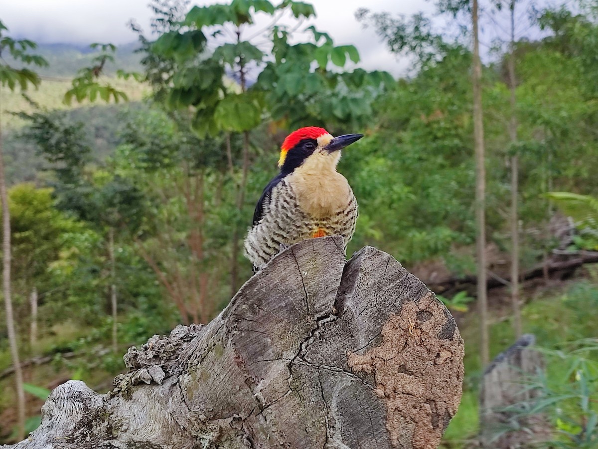 Beautiful Woodpecker - ML504948331