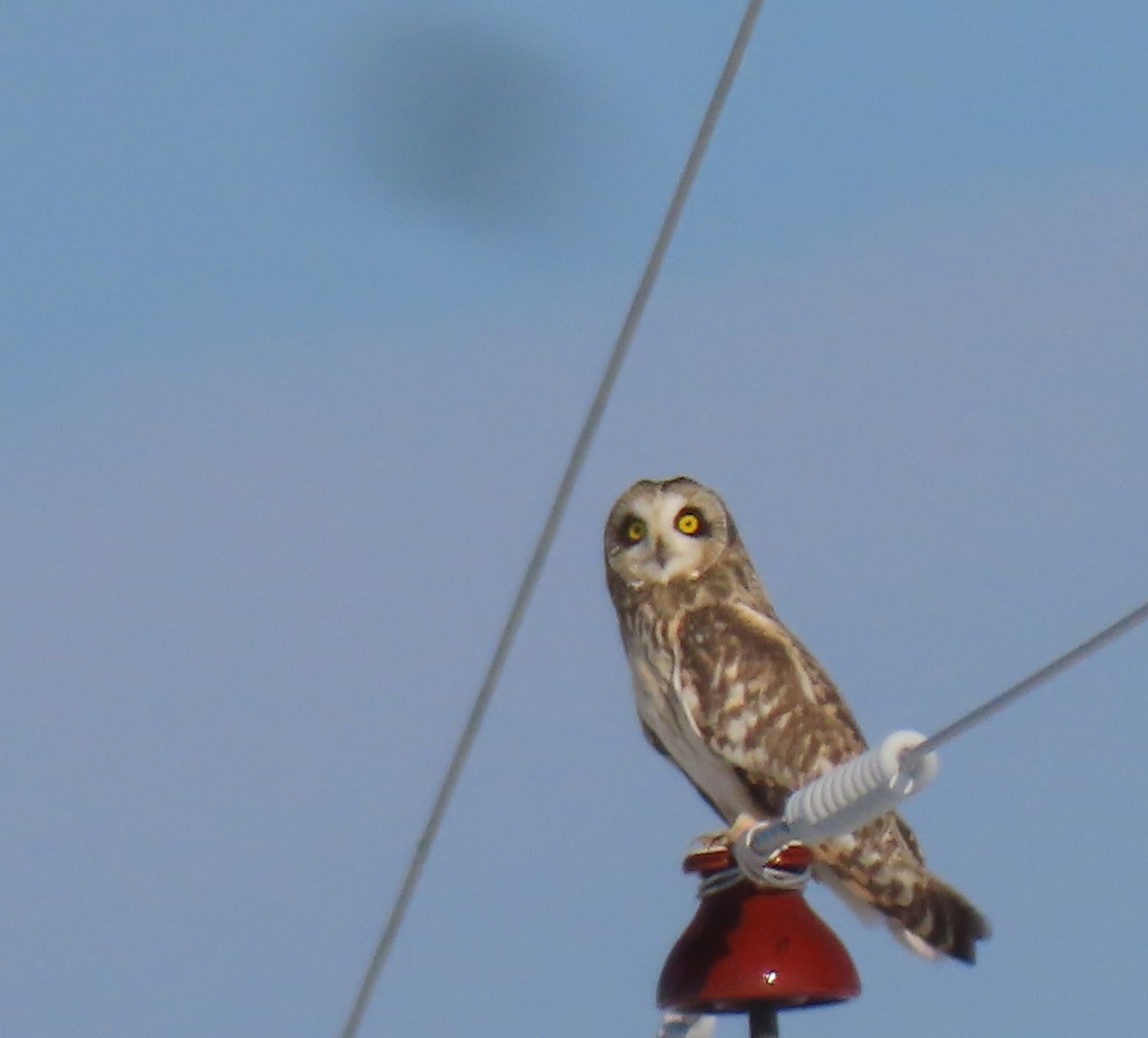 Short-eared Owl - ML504949231