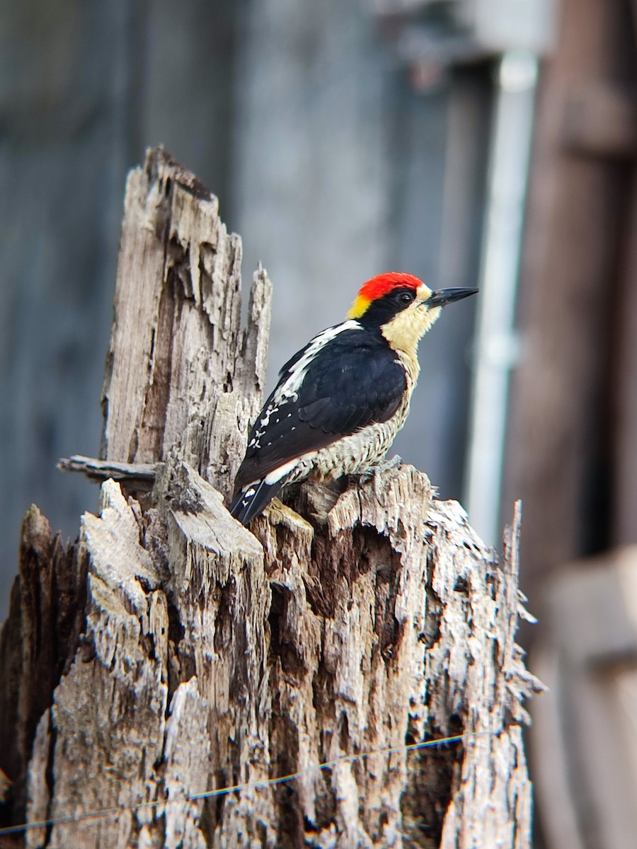 Beautiful Woodpecker - ML504949661