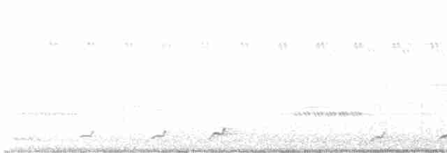 Eastern Screech-Owl (McCall's) - ML504952531