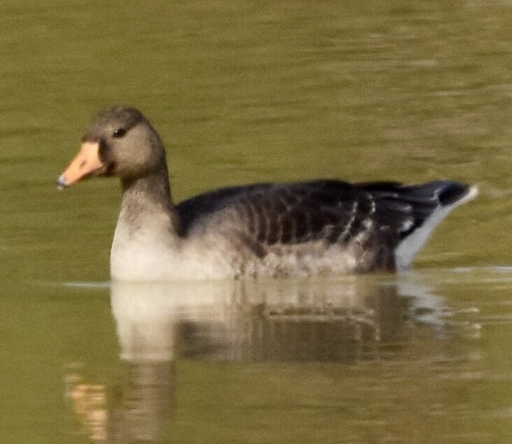 Greater White-fronted Goose - ML504952781