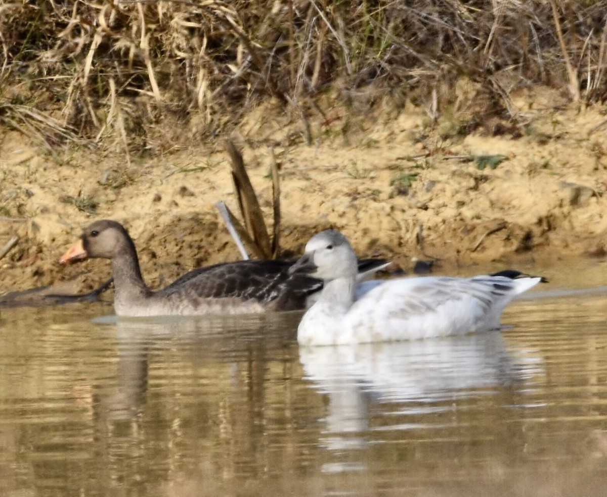 Greater White-fronted Goose - Jason C. Martin