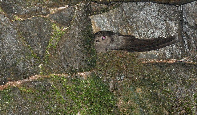 Sooty Swift on nest - Sooty Swift - 