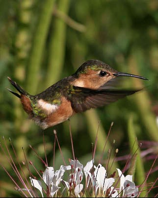  - Sparkling-tailed Hummingbird - 