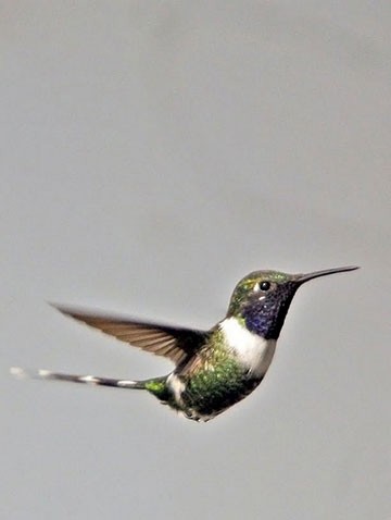  - Sparkling-tailed Hummingbird - 