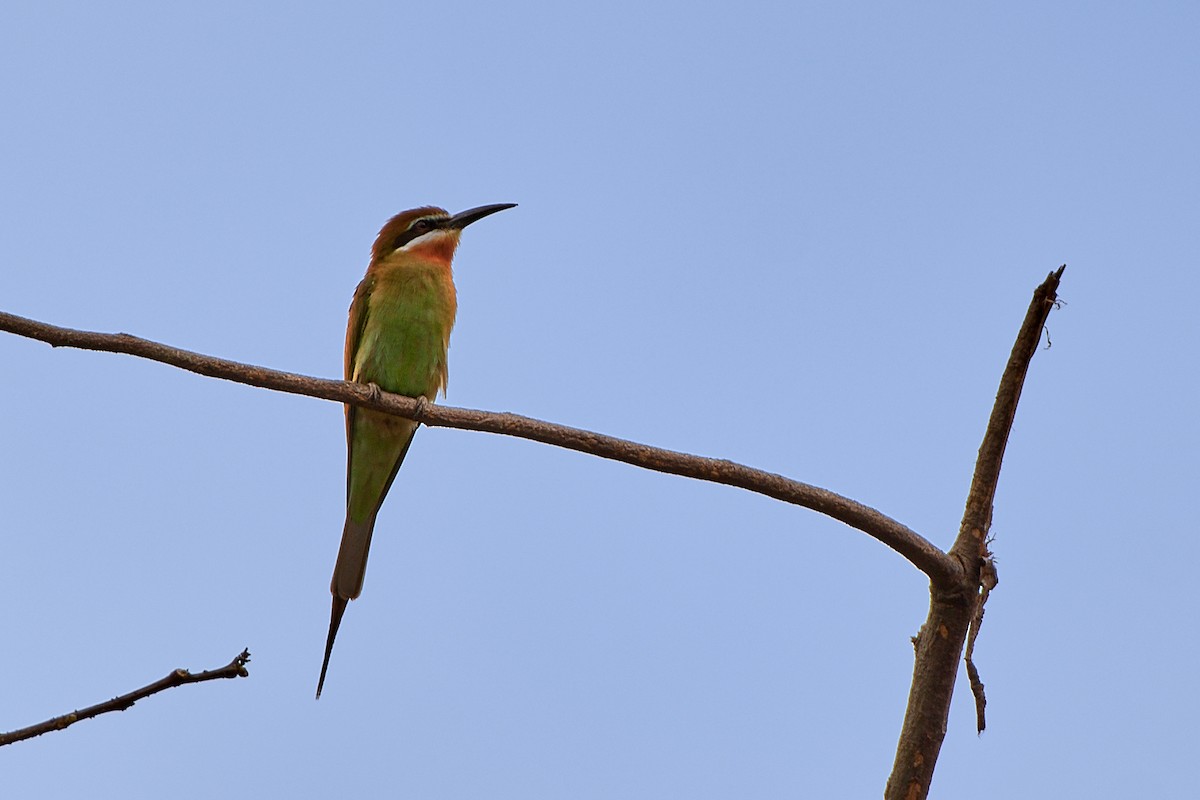 Madagascar Bee-eater - ML504962821