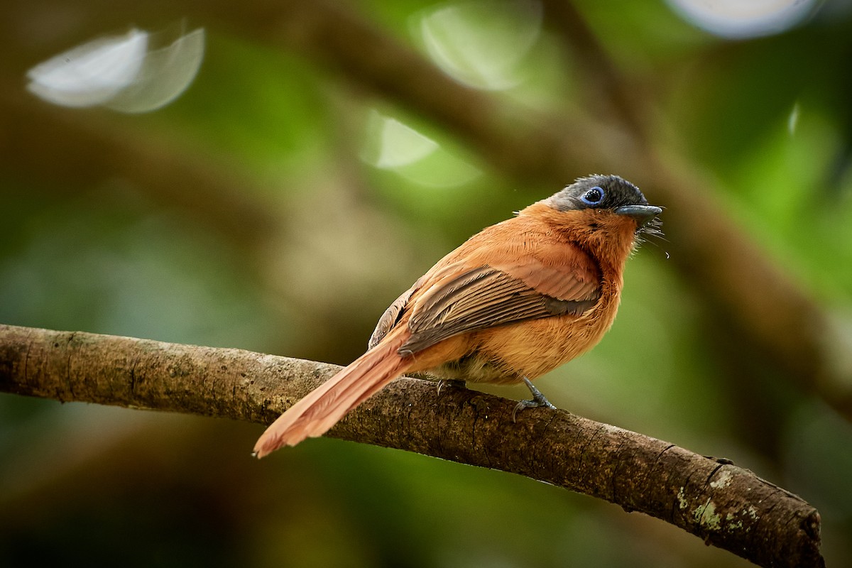 Malagasy Paradise-Flycatcher (Malagasy) - Tomáš Grim