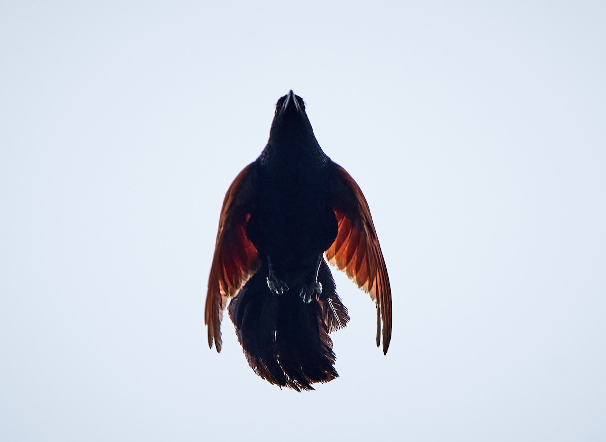 Malagasy Coucal - ML504967891
