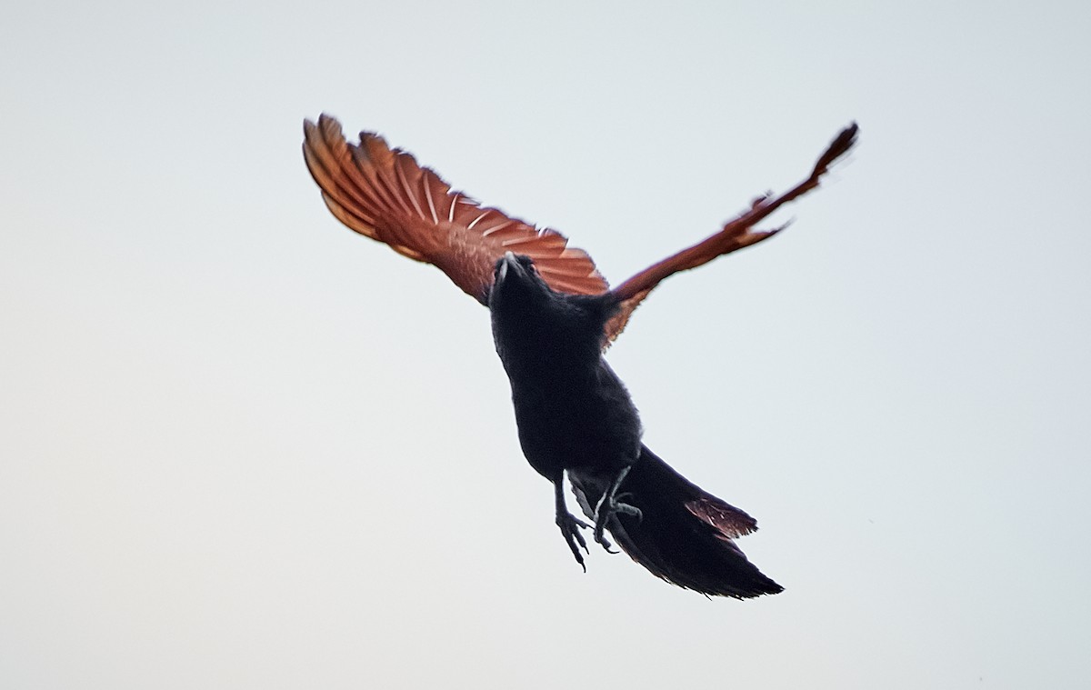 Malagasy Coucal - ML504967901