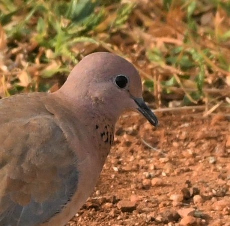 Laughing Dove - ML504969081