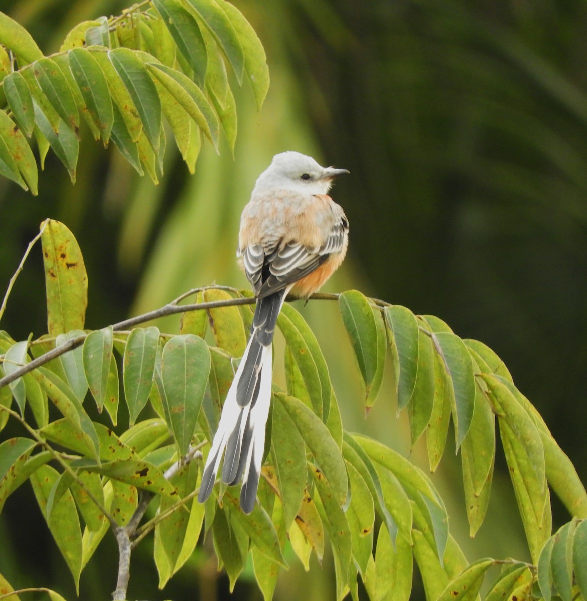 Scissor-tailed Flycatcher - Sheila Nale