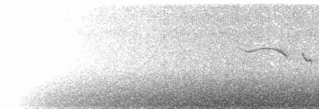 Блакитар рудочеревий - ML504973861
