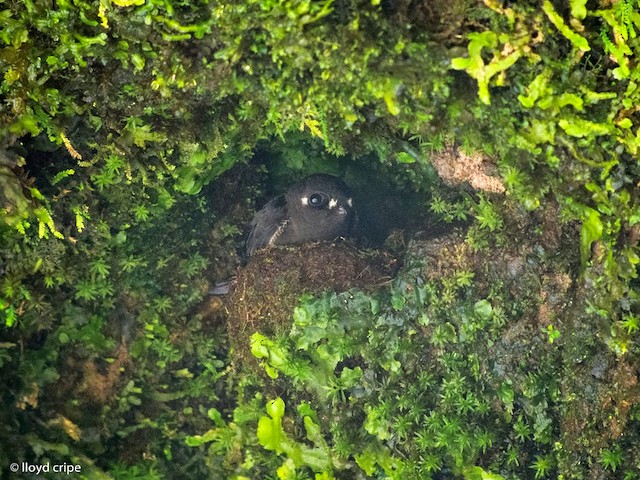 Spot-fronted Swift on nest - Spot-fronted Swift - 