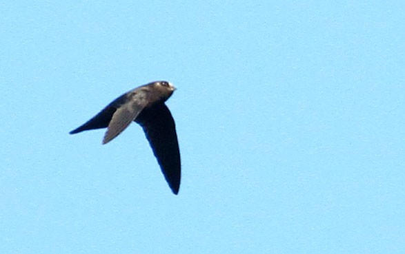  - Spot-fronted Swift - 