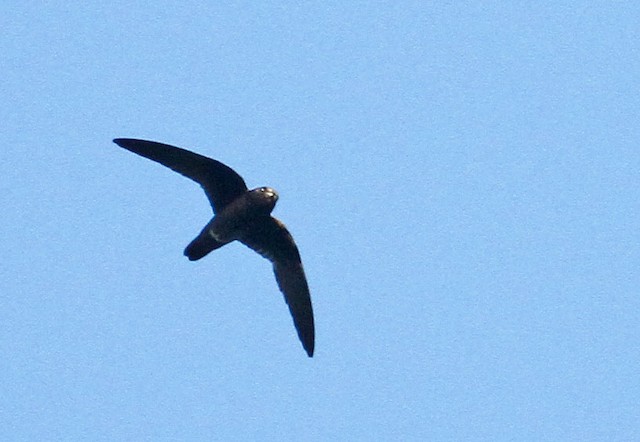  - Spot-fronted Swift - 