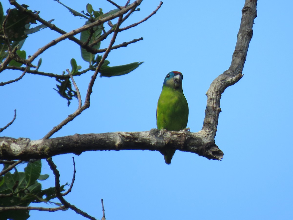 Double-eyed Fig-Parrot - ML504982301