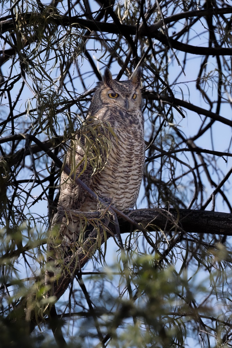Great Horned Owl - Peggy Steffens