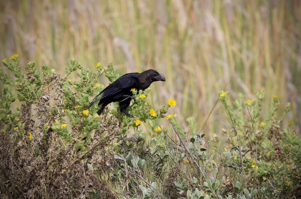 Smooth-billed Ani - Shannon Fitch
