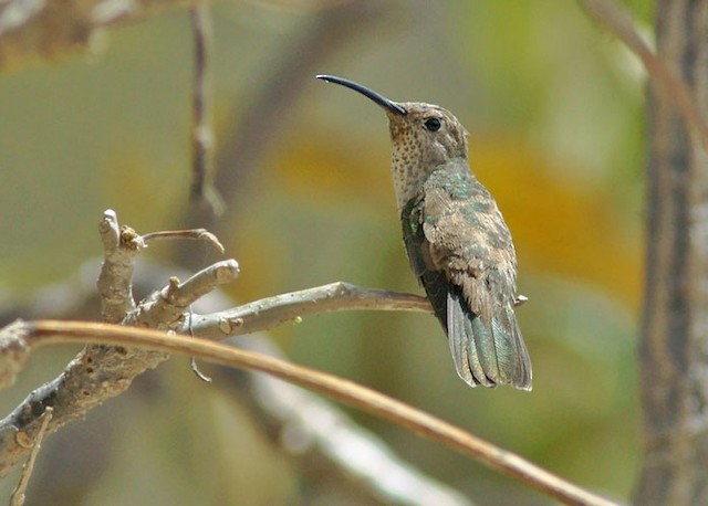  - Spot-throated Hummingbird - 