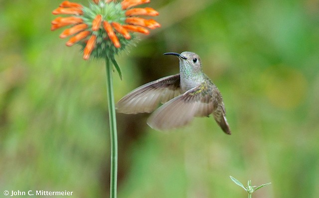  - Spot-throated Hummingbird - 