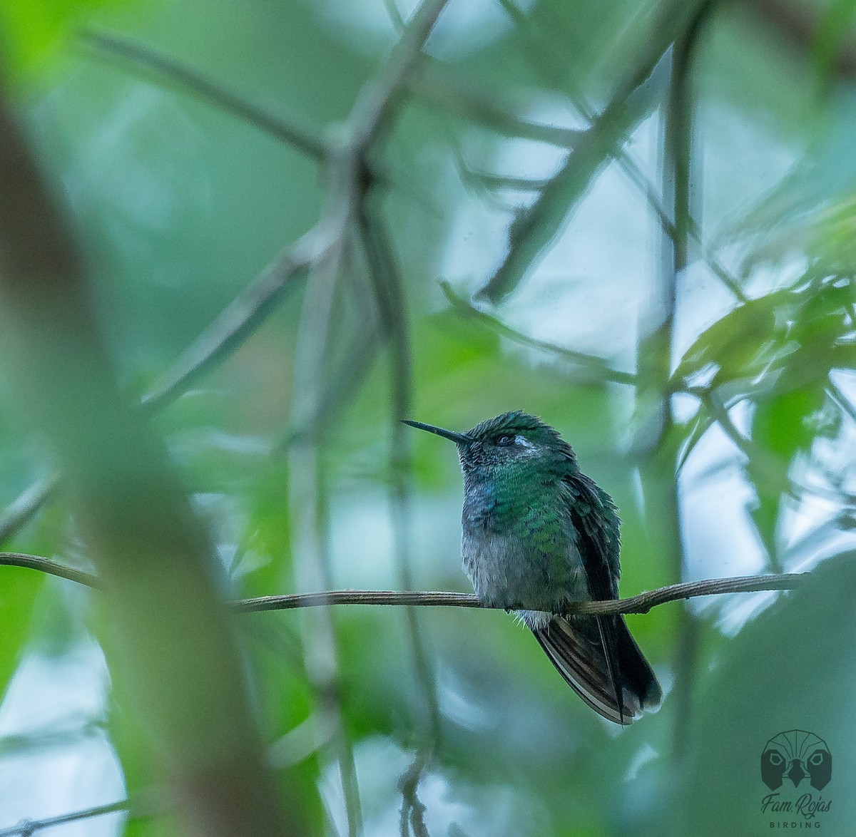 Emerald-chinned Hummingbird - ML504986211
