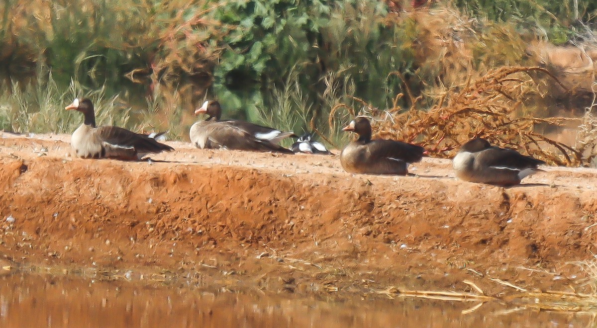 Greater White-fronted Goose - ML504989521