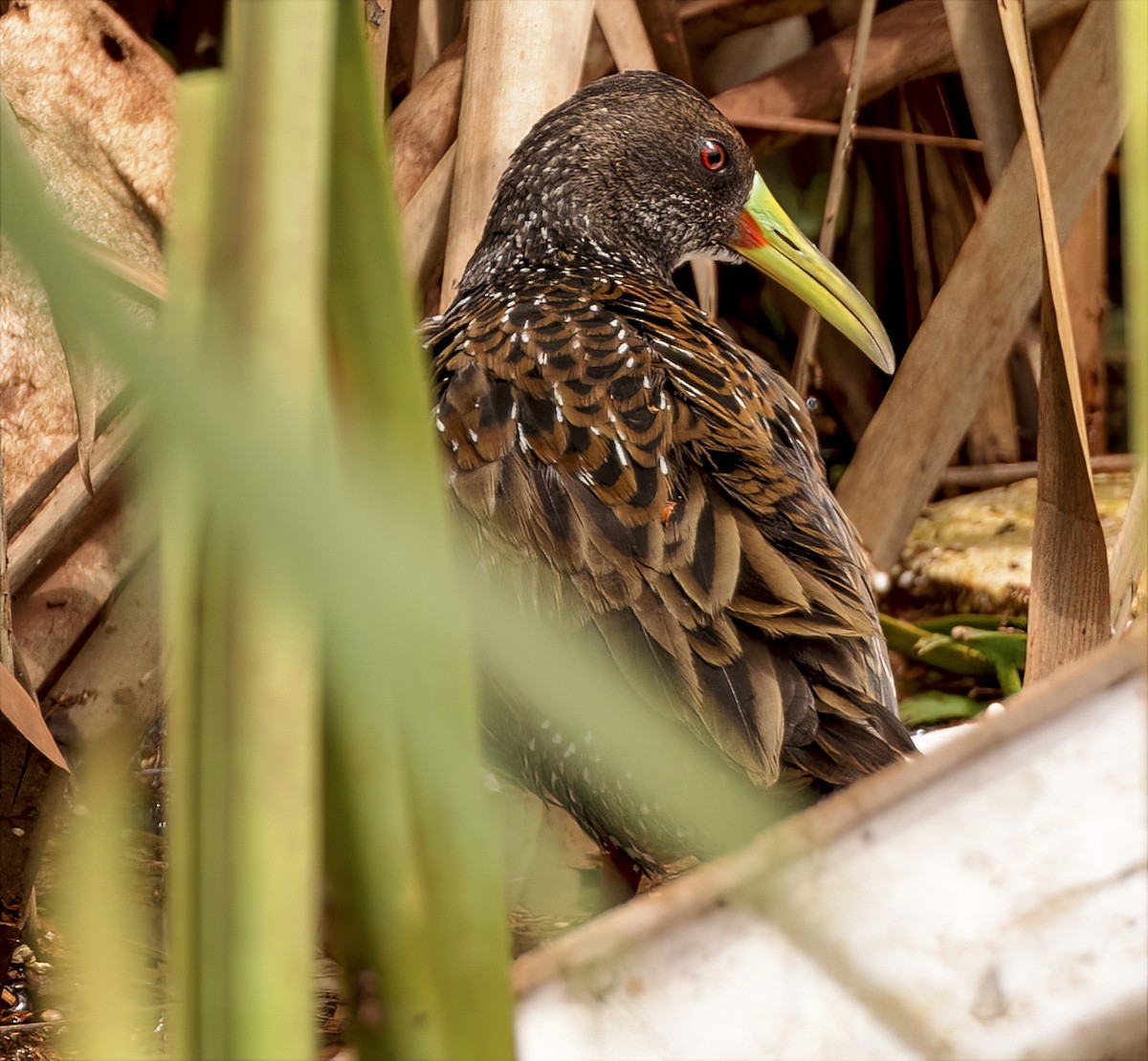 Spotted Rail - ML504996301