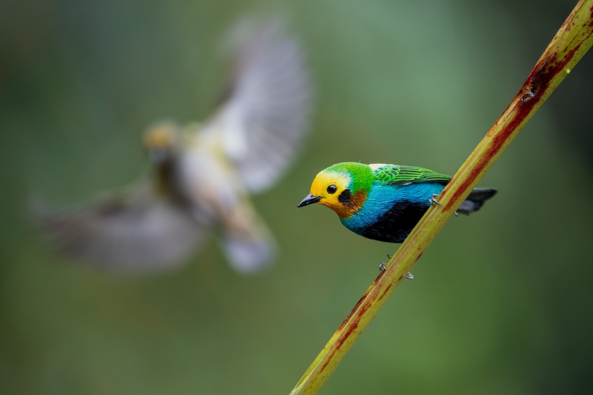 Multicolored Tanager - ML504997301