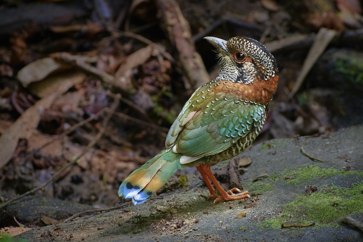 Scaly Ground-Roller - ML504997321