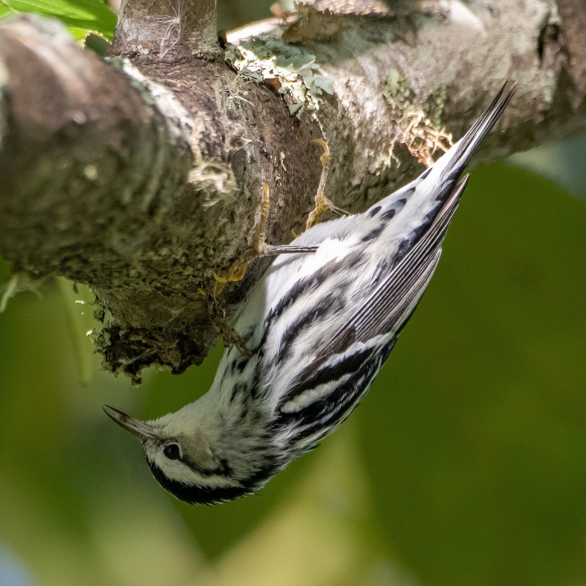 Black-and-white Warbler - ML504997961