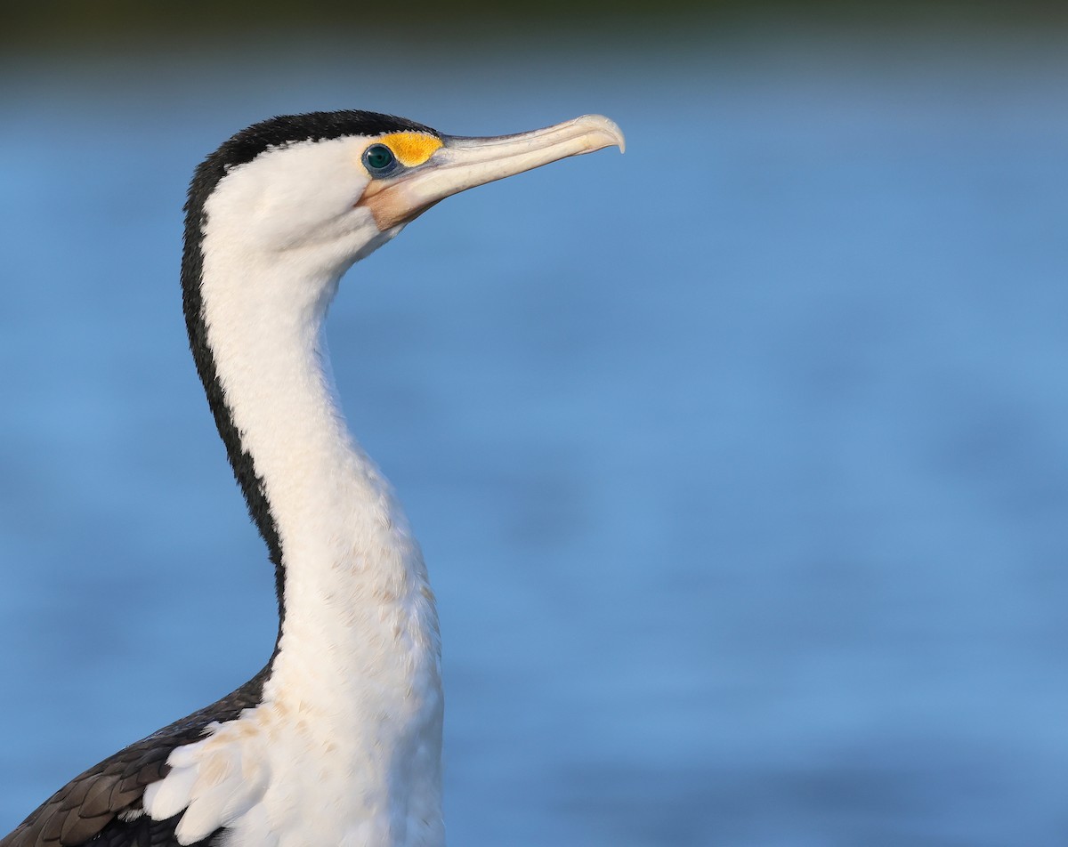 Pied Cormorant - Andy Gee