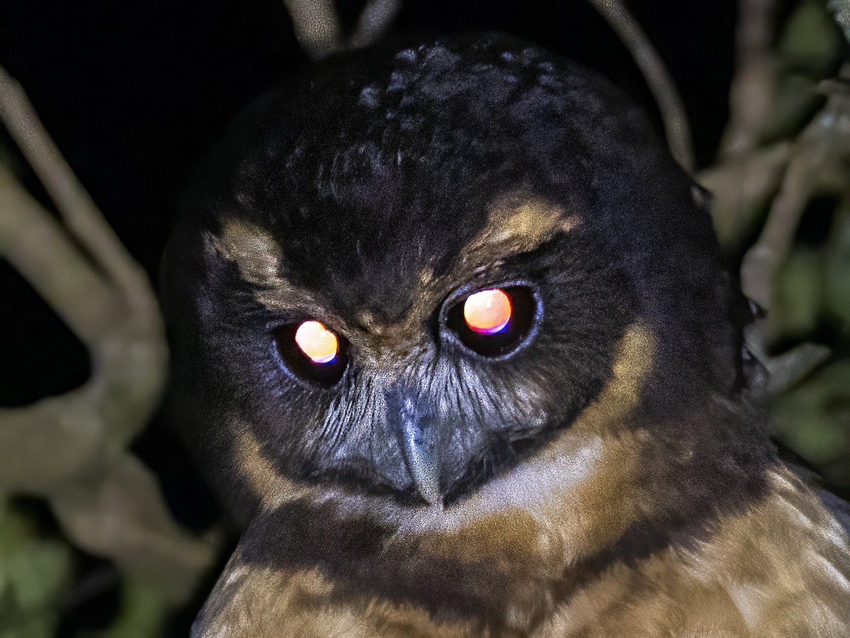Tawny-browed Owl - ML505011331