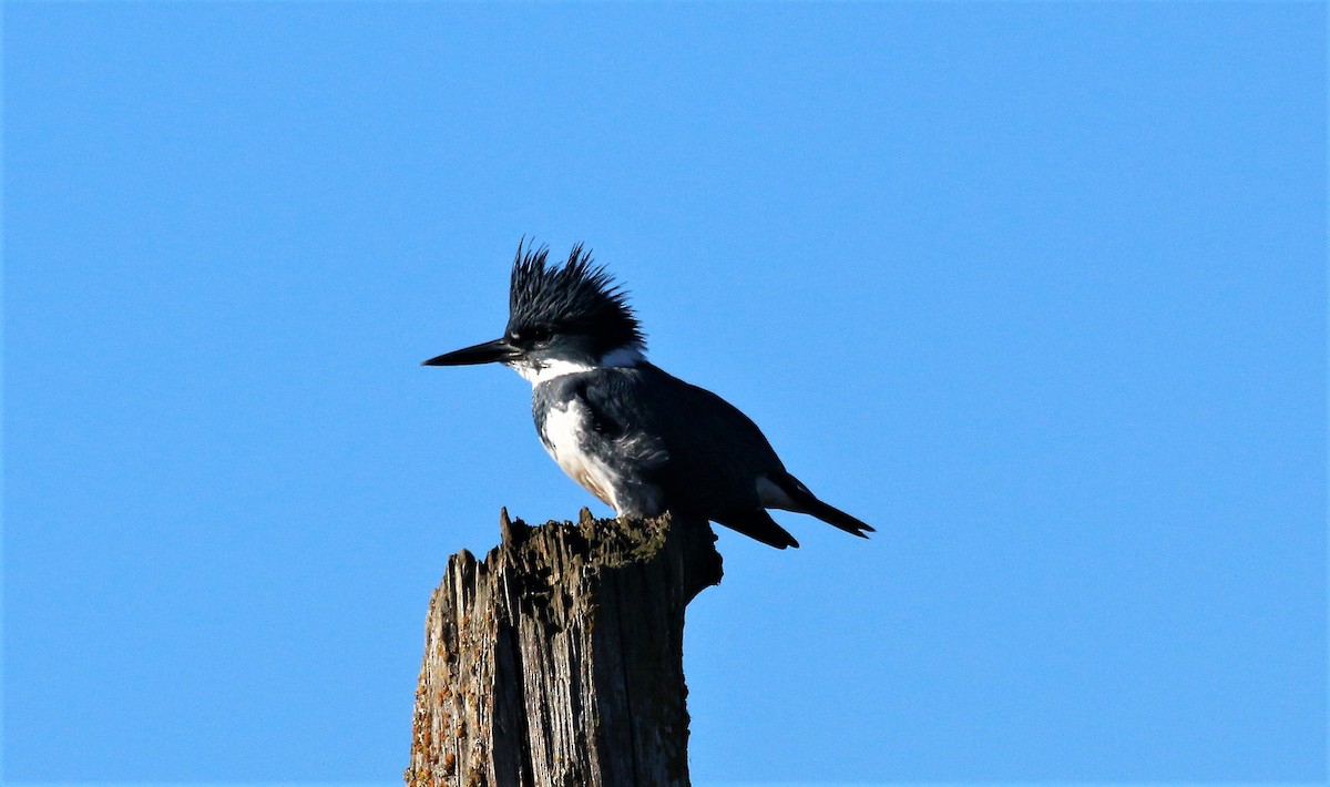 Belted Kingfisher - ML505011721