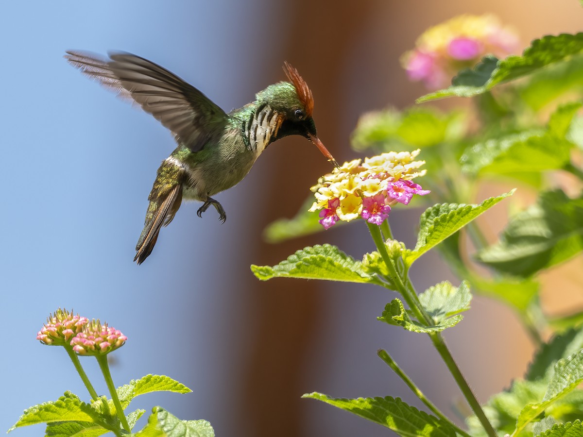 Frilled Coquette - ML505012371