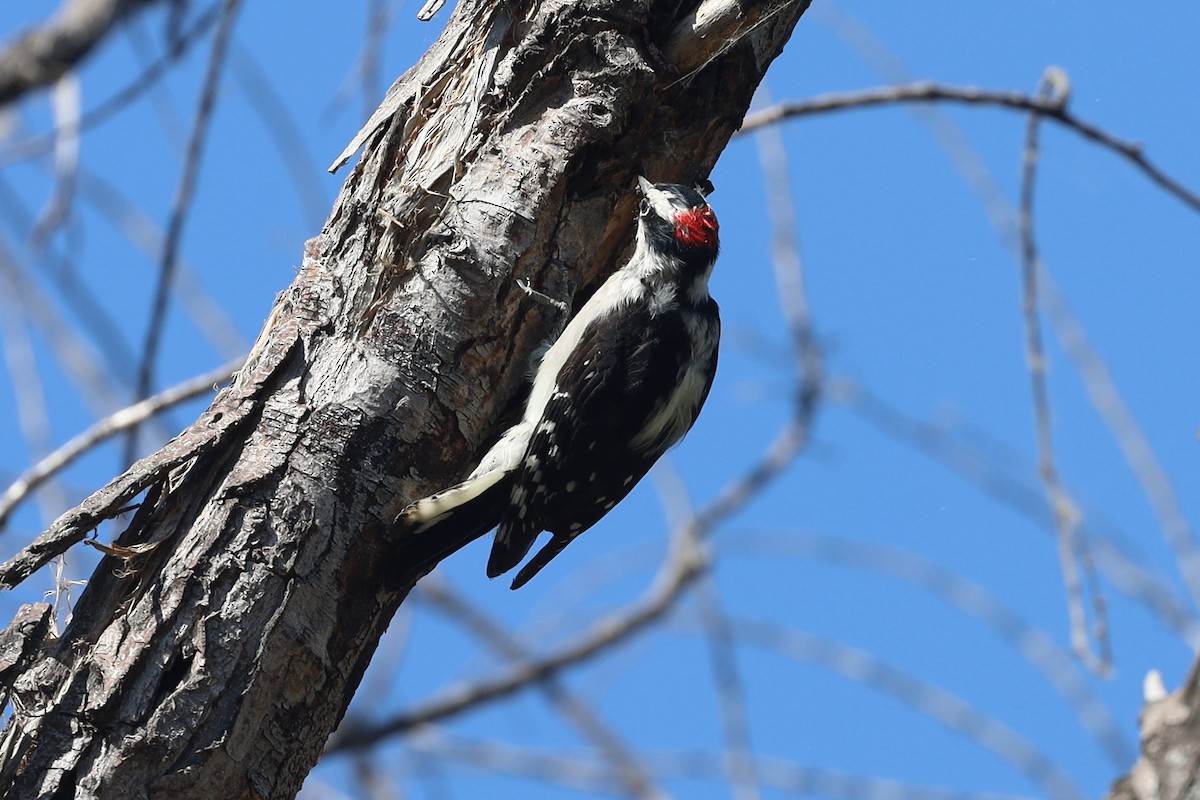 Downy Woodpecker - ML505016381