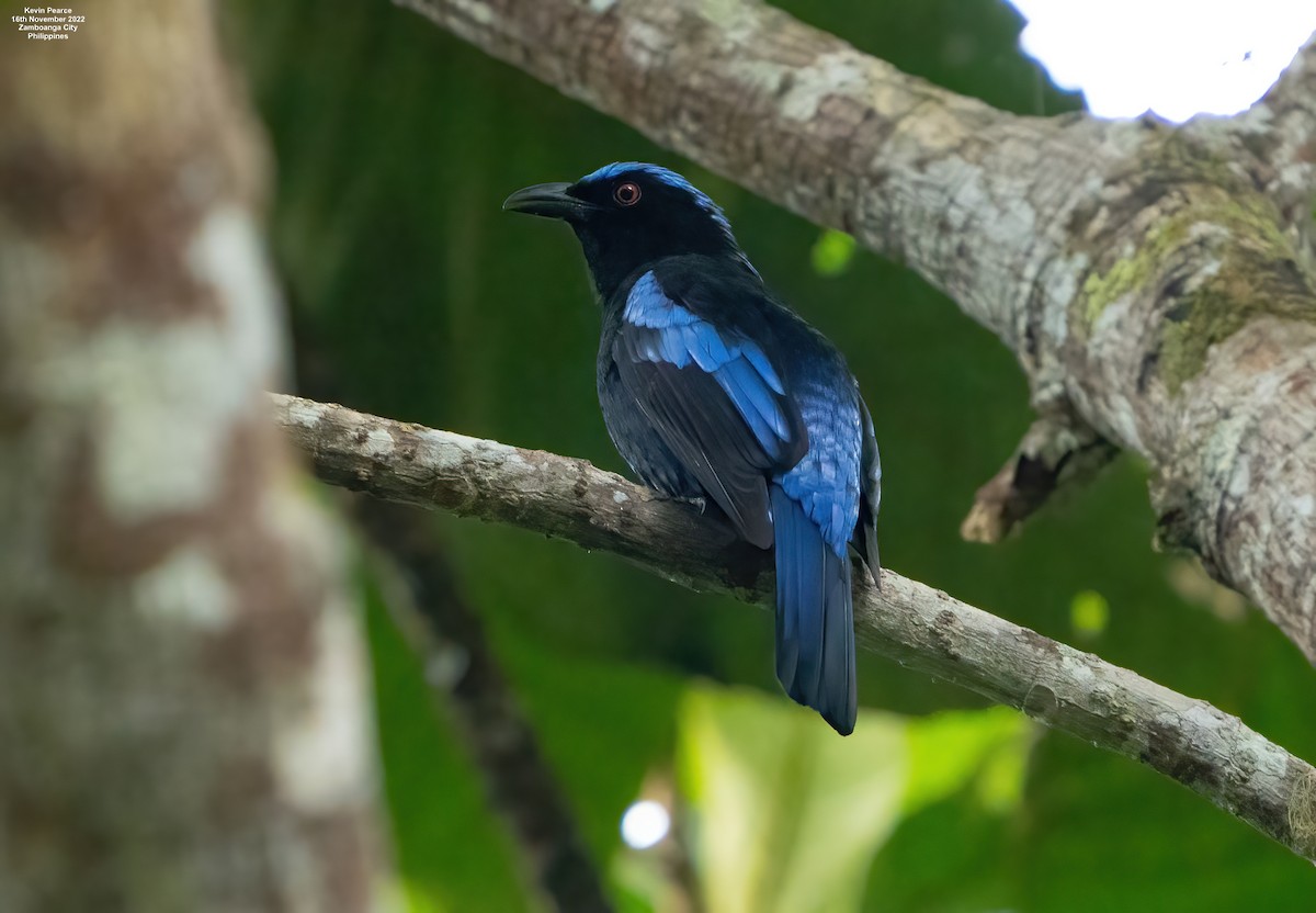 Philippine Fairy-bluebird - Kevin Pearce